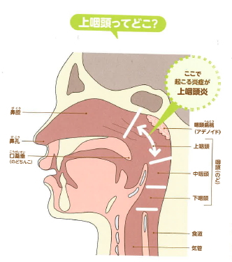 上 咽頭 炎 ツボ